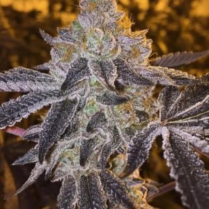 Gopher Glue FAST Feminized Seeds