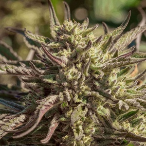 Space Panda Feminized Seeds