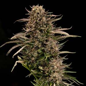 Fatso GMO F1 Auto Feminised Seeds