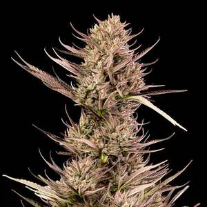 Garlic Muffin F1 Auto Feminised Seeds