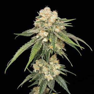 Ice Dream Cake Feminised Seeds