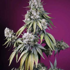 Jealousy Z XL Auto Feminised Seeds