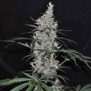 Oaxaca x Panama Regular Seeds