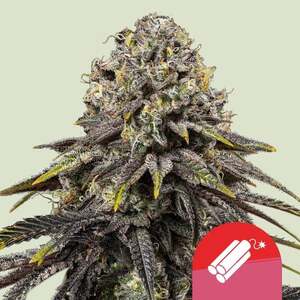 Dynamite Diesel Feminised Seeds