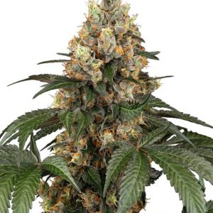 Chocolate Rainbow XXL Feminised Seeds