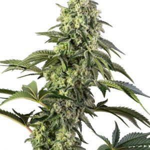 Cosmic Kiss Feminised Seeds