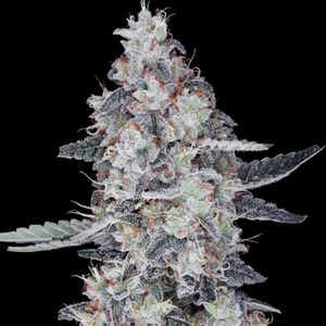CheMACal Romance Auto Feminised Seeds