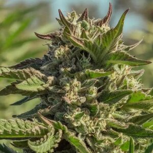 Peanut Butter Souffle Feminized Seeds