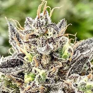 Whale Breath Feminized Seeds