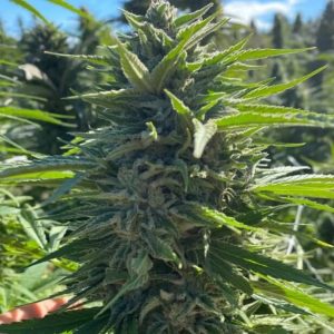 Wedding Cake Auto Feminized Seeds
