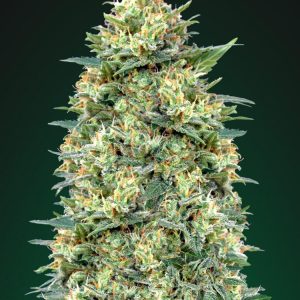 White Widow Auto Feminised Seeds
