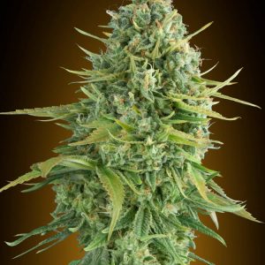 Do-Si-Dos Cookies Auto Feminised Seeds