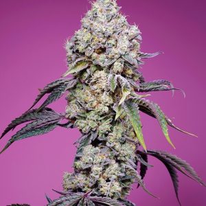 Sweet Mandarine Zkittlez F1 Fast Version Feminised Seeds