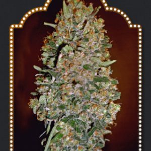 Chocolate Skunk Auto Feminised Seeds