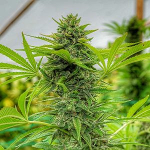 Clementine Slush Feminised Seeds
