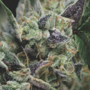 Gorila Auto Feminised Seeds