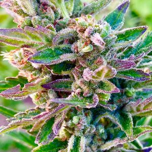 Sherbet FAST Feminized Seeds  - Bulk 100