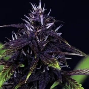 Tiger-One Kush CBD 0:1 Auto Feminized Seeds  - Bulk 100