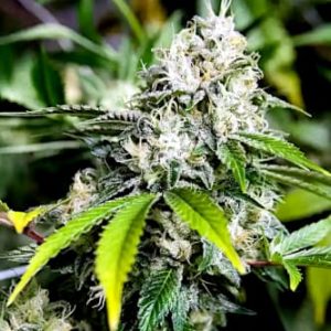 C99 x Blueberry FAST Feminised Seeds - Bulk x 100