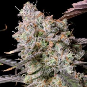 Zkittlez x Gorilla Auto Feminized Seeds  - Bulk 100