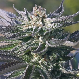 Wedding Cake FAST Feminized Seeds  - Bulk 100