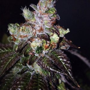 Island Punch Auto Feminised Seeds