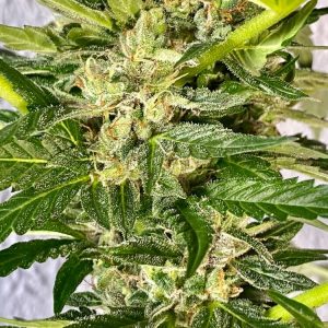 Zkittlez FAST Feminized Seeds  - Bulk 100