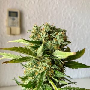 Platinum OG FAST Feminized Seeds  - Bulk 100