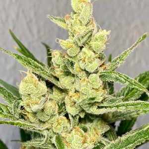 Strawberry Banana FAST Feminized Seeds  - Bulk 100
