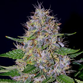 Apple Crumble Feminised Seeds