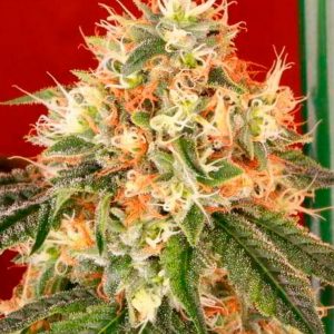Deadhead OG Auto Feminised Seeds