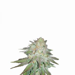 Raspberry Cough Auto Feminised Seeds