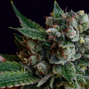 Affie Dogwalker Regular Seeds
