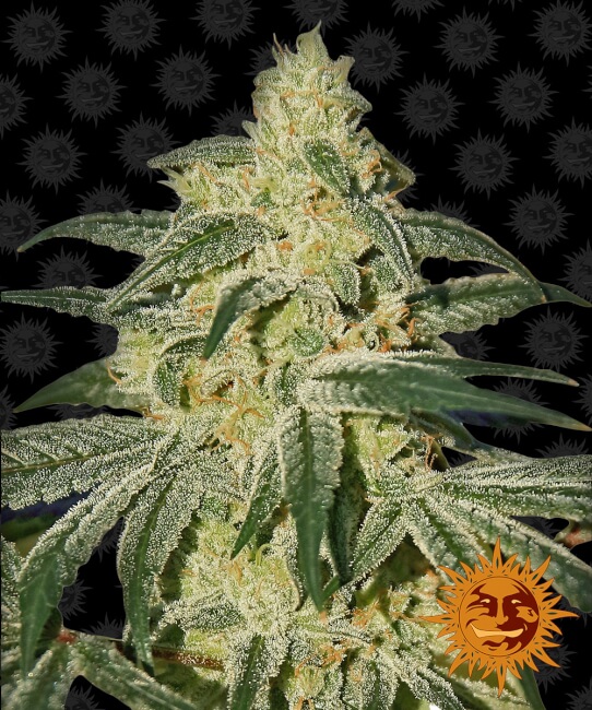 Afghan hash plant regular main.jpg