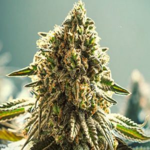 Apple Fritter Auto Feminized Seeds  - Bulk 100