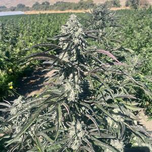 Banana Foster Feminised Seeds