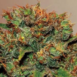 Fruity Pebbles Auto Feminized Seeds  - Bulk 100