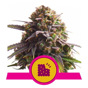 Biscotti Feminised Seeds