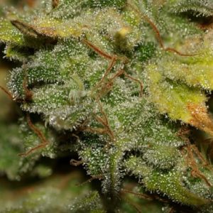 Gary Payton Feminized Seeds  - Bulk 100