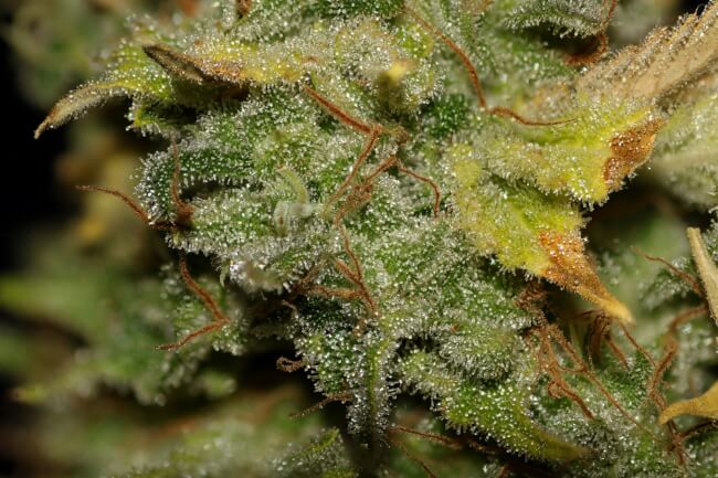 Bruce banner bulk 3.jpg