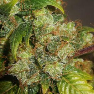 Gushers Feminized Seeds  - Bulk 100