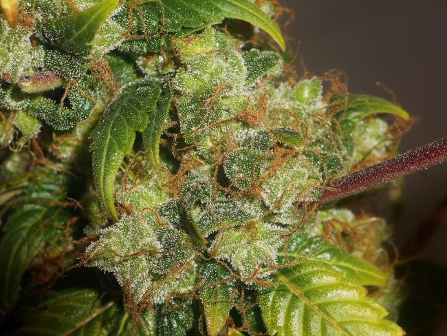 Bulk seeds 2 1 8.jpg