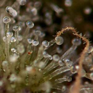 London Pound Cake Auto Feminized Seeds  - Bulk 100