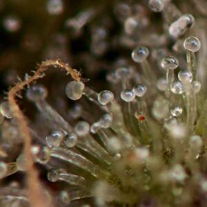 Lemon Cherry Gelato Feminized Seeds  - Bulk 100