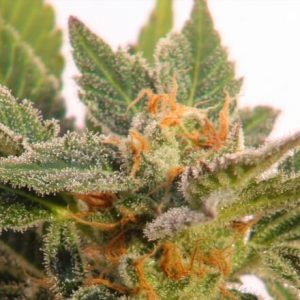 Super Silver Haze Auto Feminized Seeds  - Bulk 100