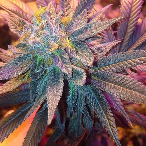 Candyland Auto Feminized Seeds  - Bulk 100