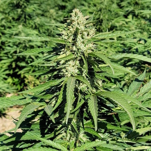 Limonene CBG Feminised Seeds