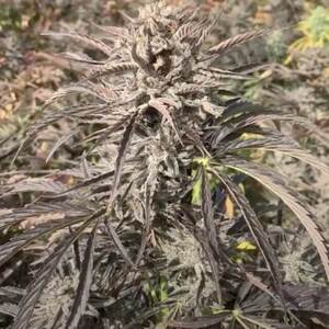 EZ Bake AUTO Feminised Seeds