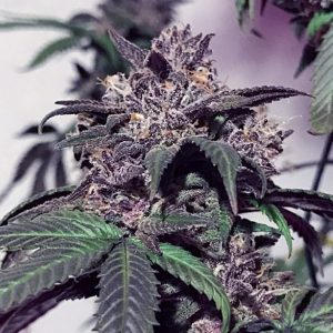 Purple Diesel Feminised Seeds