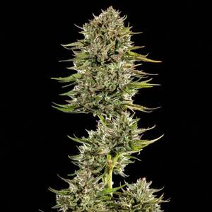 Face Gas AUTO Feminised Seeds